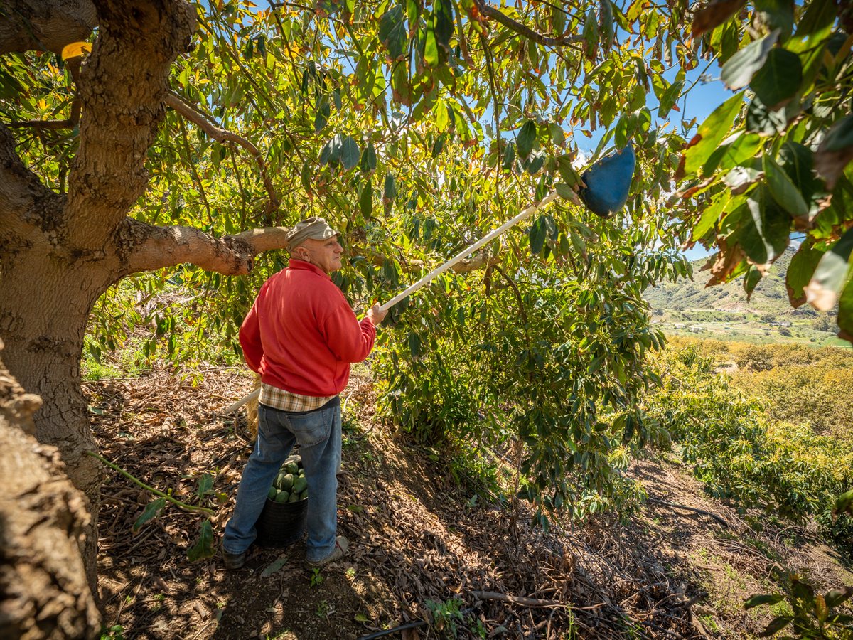 Recolector de aguacate Hass utilizando vara y bolsa de recolección en una finca de la Axarquía
