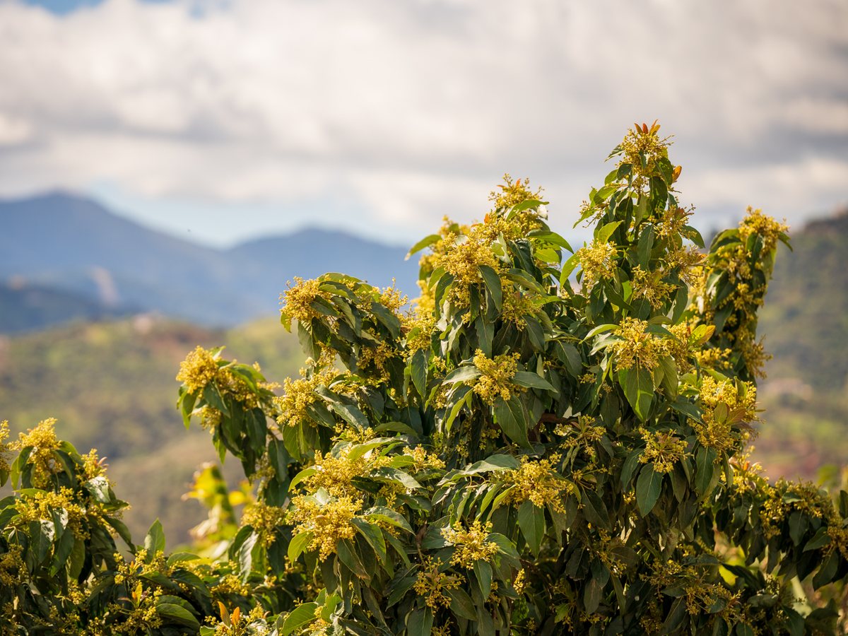 Floración de aguacate Hass con la sierra de la Axarquía al fondo