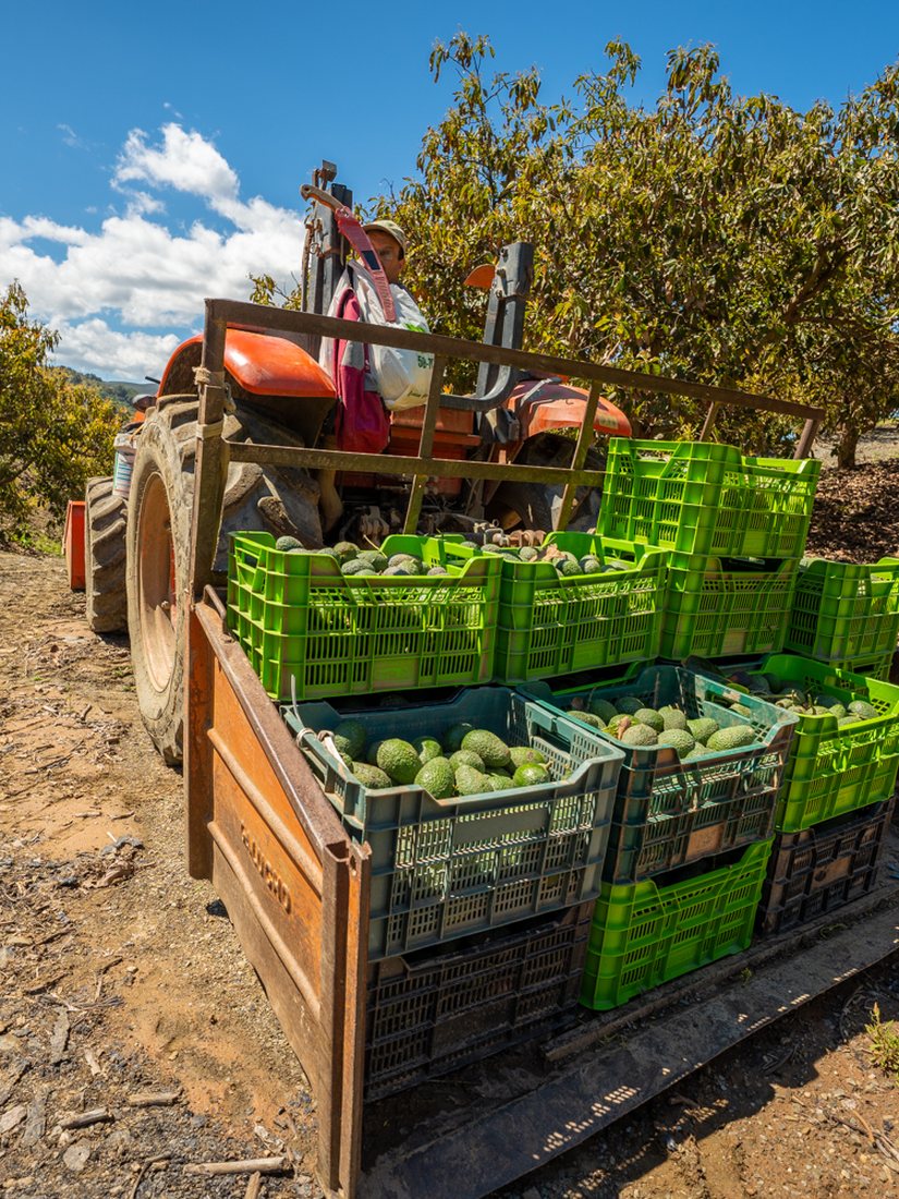 Tractor con cajas de aguacate Hass recién recolectado en una finca de la Axarquía
