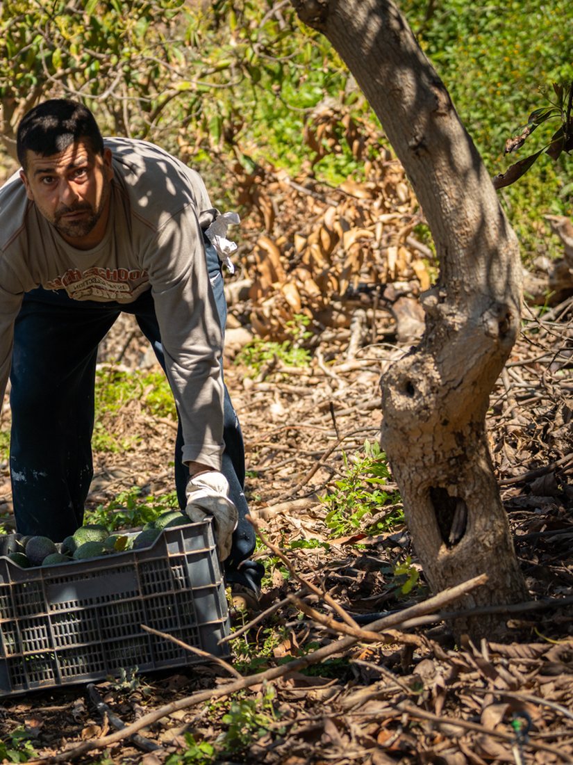Operario revisando una caja de aguacates Hass en la línea de calibrado
