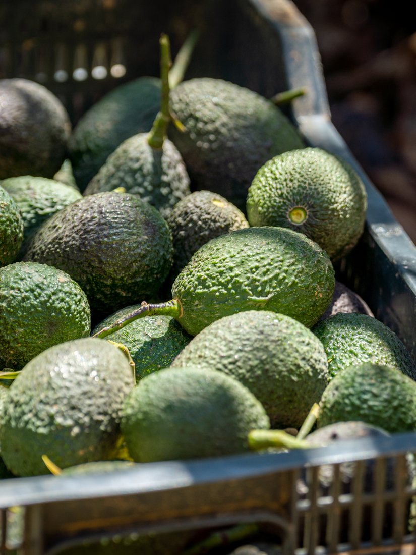 Caja con aguacates Hass recién recolectados, listos para entrar en cámara de maduración
