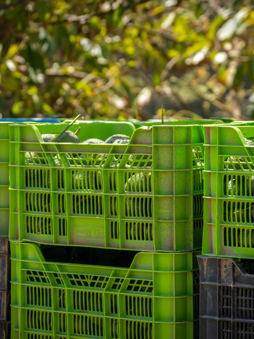 Cajas Tropico Spain apiladas con aguacates Hass listos para expedición